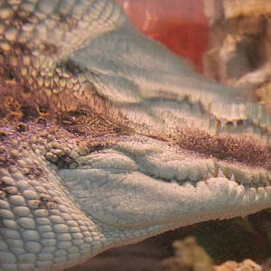 Siamese crocodile - underwater-view