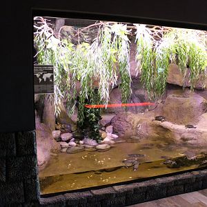 Red-eared slider enclosure