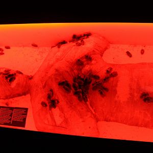 Strange enclosure for Argentinian cockroaches - Blaptica dubia