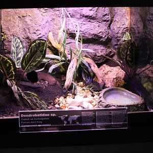Enclosure Poison dart frog