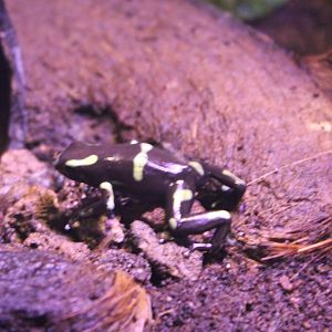 Poison dart frog-species