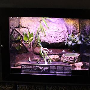 Enclosure Golden poison dart frog