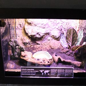 Enclosure Australian tree frog