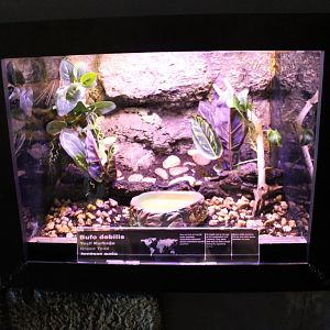 Enclosure Bufo debilis