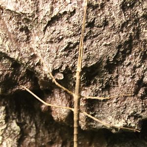 Vietnamese stick insect