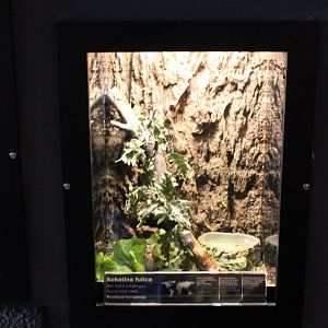 Enclosure Giant African land-snail