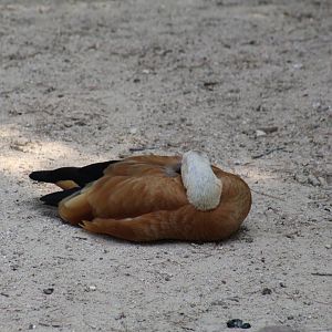Ruddy Shelduck