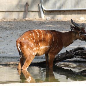 Western Sitatunga