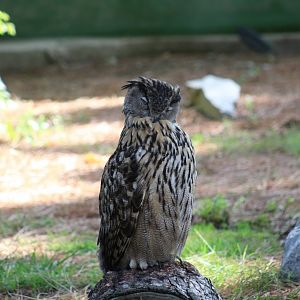 European Eagle-Owl