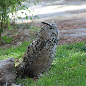 Western Siberian Eagle-Owl