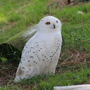Snowy Owl