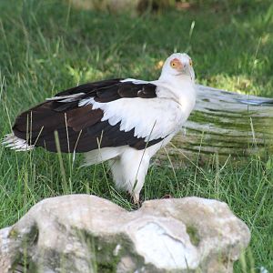 Palm-Nut Vulture