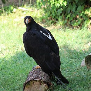 Verreaux's Eagle