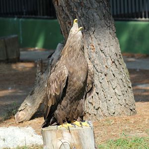 White-Tailed Sea Eagle
