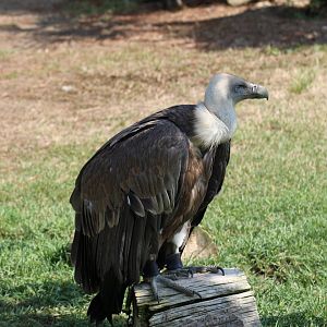 Eurasian Griffon Vulture