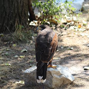 Harris's Hawk