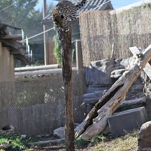 amur leopard cub on pole