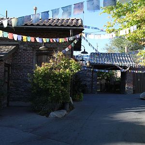 Asian Highlands (cats)