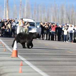 grizzly bear traffic jam