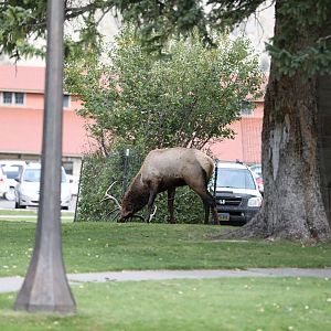 rutting elk self marking