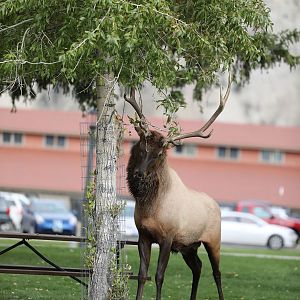 rutting elk thrashing tree