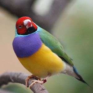 Gouldian finch