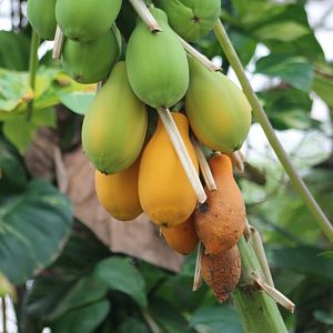 Papaya