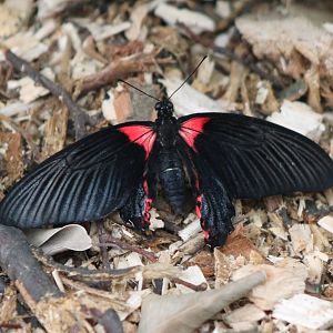 Swallow-tail