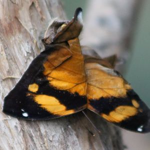 Freshly hatched butterfly