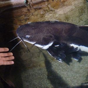 Very tame red-tailed catfish
