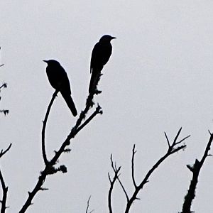 Cape Glossy Starlings in Silhouette