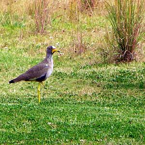African Wattled Lapwing