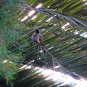 Dark-capped Bulbul