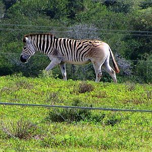 Burchell's Zebra