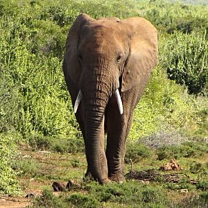 African Bush Elephant
