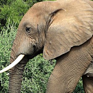African Bush Elephant
