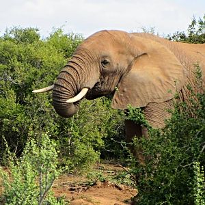 African Bush Elephant