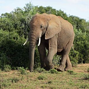 African Bush  Elephant