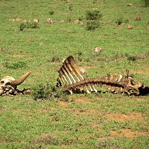 Cape Buffalo Skeleton