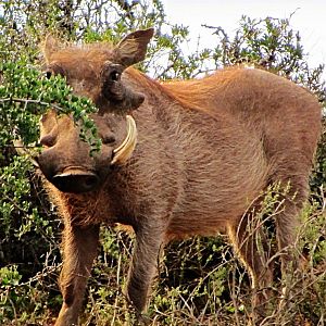 Southern Warthog