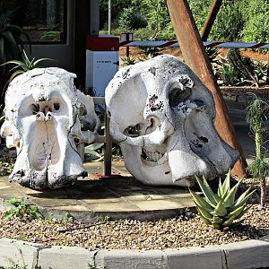 Elephant Skulls