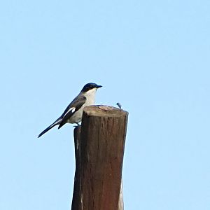 Fiscal Flycatcher