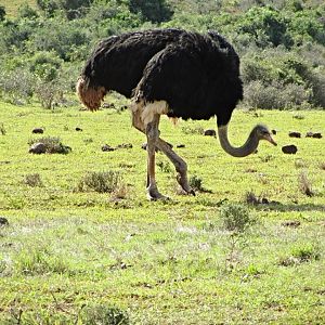 Southern Ostrich