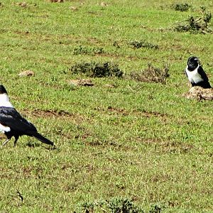 Pied Crows