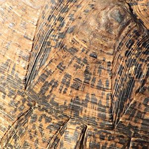 Leopard Tortoise Shell Detail