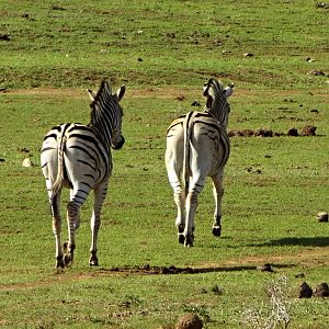 Burchell's Zebras