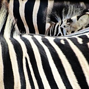 Burchell's Zebras in Detail
