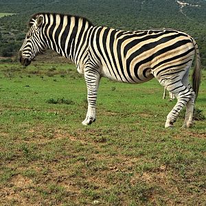 Burchell's Zebra