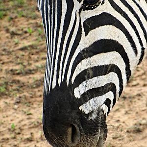 Burchell's Zebra
