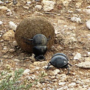 Flightless Dung Beetles
